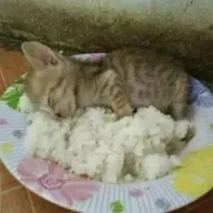 (⁠ ⁠ꈍ⁠ᴗ⁠ꈍ⁠)