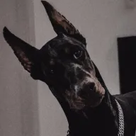 Doberman