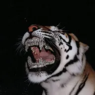 Tim